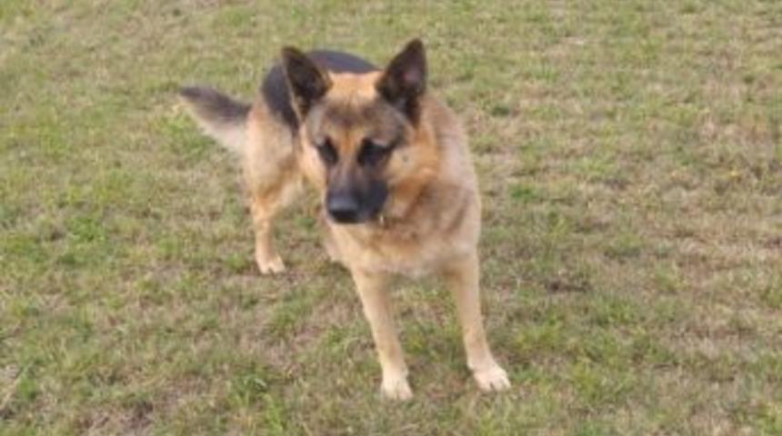 Hava Ambulans Servisinin Bek&ccedil;i K&ouml;peği Kayboldu