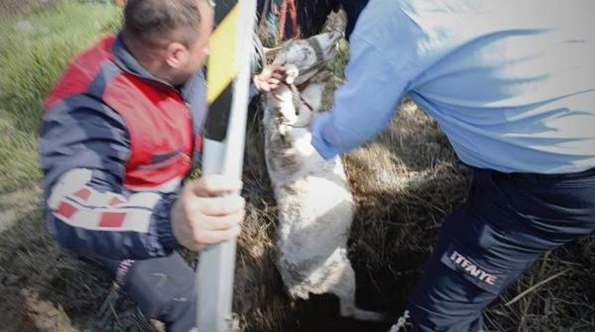 İtfaiye, Kuyuya D&uuml;şen Gebe Ke&ccedil;iyi Kurtardı