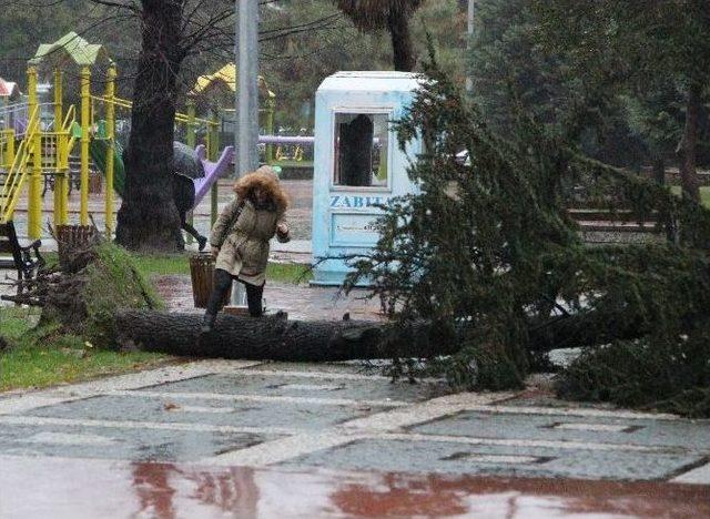 Atatürk Parkı’nda Ağaç Yıkıldı