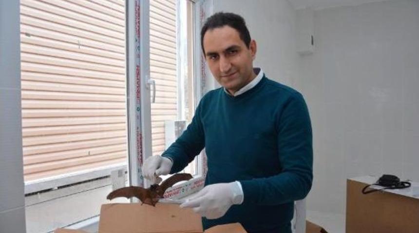 Yaralı Yarasa Tedavi Edilip Doğaya Bırakıldı