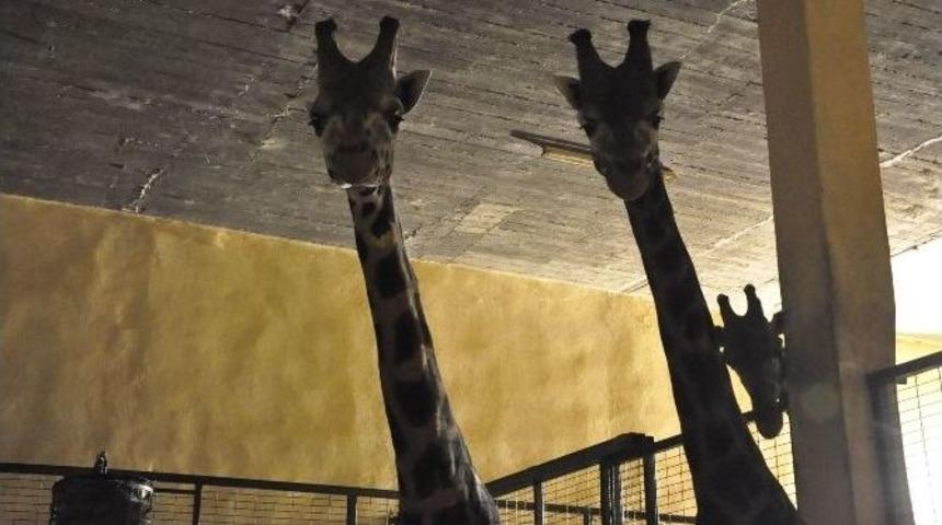 (&ouml;zel Haber) Darıca Hayvanat Bah&ccedil;esindeki Z&uuml;rafa Ailesine 2 Yeni &Uuml;ye Daha Katıldı