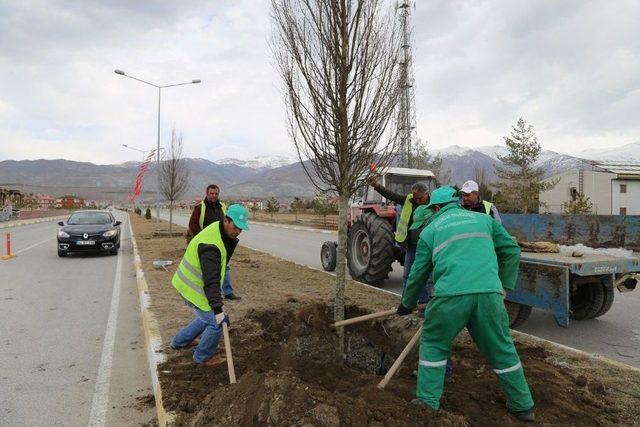 Erzincan Belediyesi Ağaçlandırma Çalışmalarına Devam Ediyor