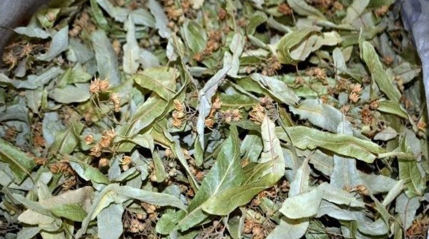 Havaların Soğumasıyla Ihlamura Rağbet Arttı