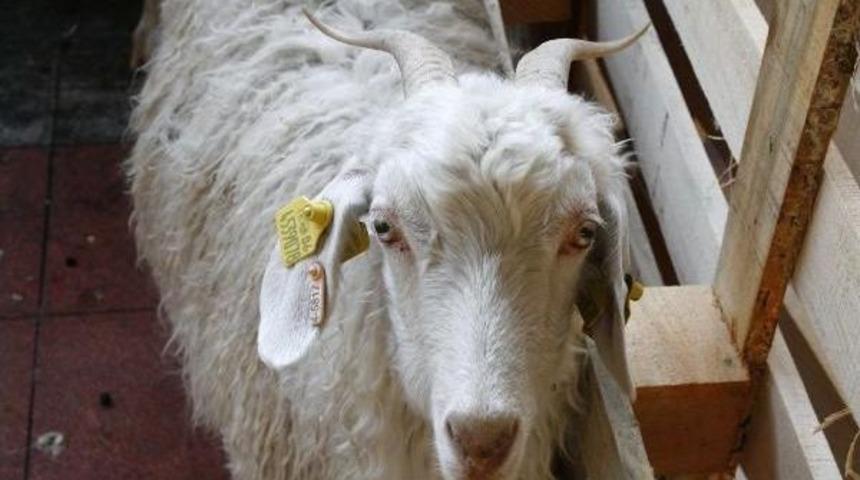 'ankara Ke&ccedil;isi Oğlağı' Ab Yolunda