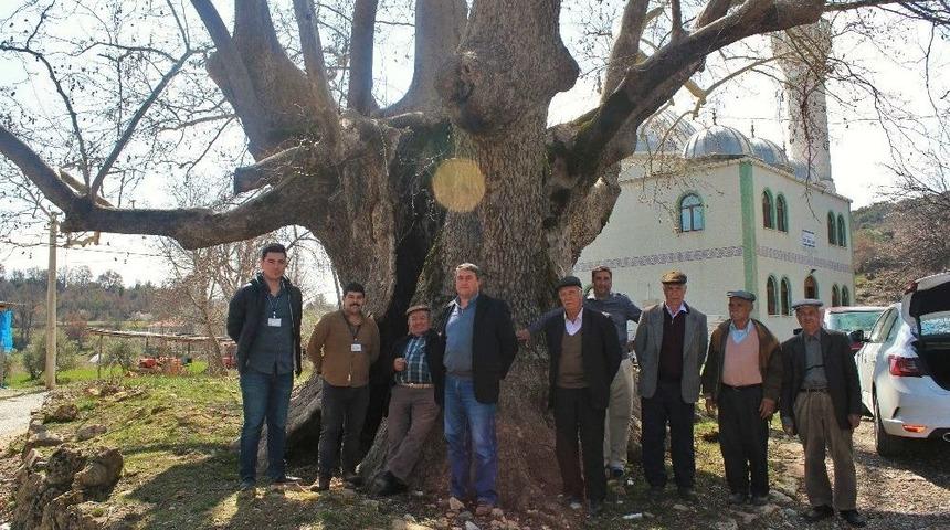 B&uuml;y&uuml;kşehir Tarihin Tanıkları Anıt Ağa&ccedil;lara Sahip &Ccedil;ıkıyor