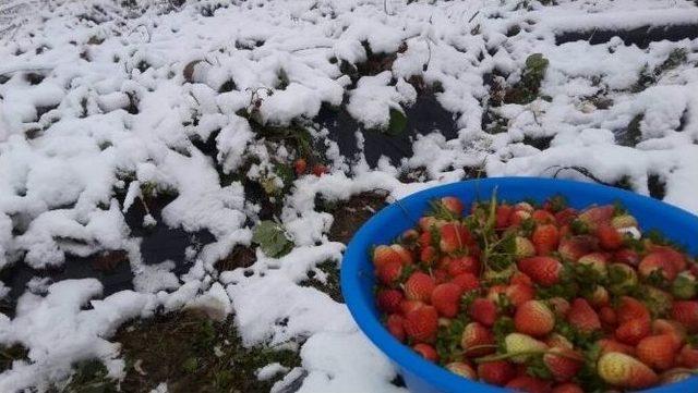 Ordu’da Çilek Karın Altında Kaldı 1