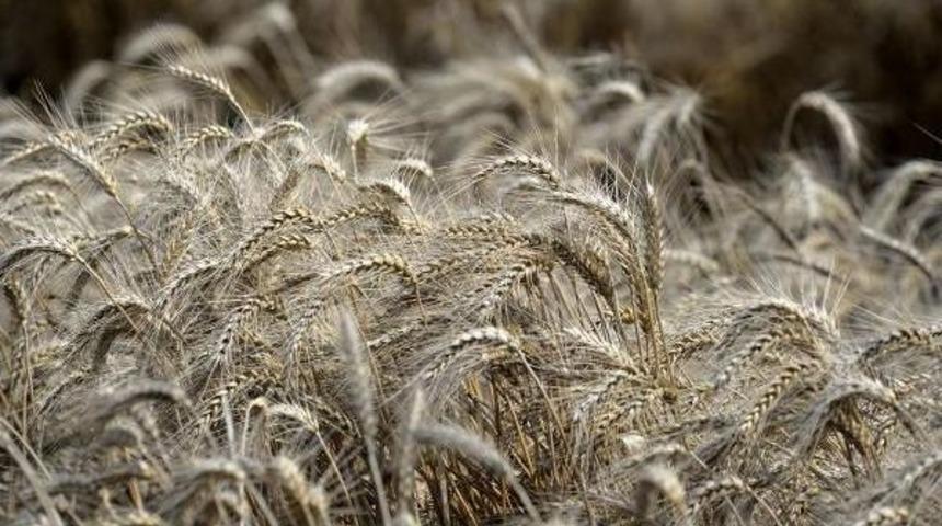 Buğday &Uuml;retimi D&uuml;nyada Arttı, T&uuml;rkiye'de Azaldı