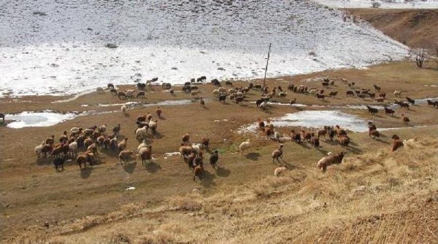 -12 Derecede Koyun Otlatma M&uuml;cadelesi
