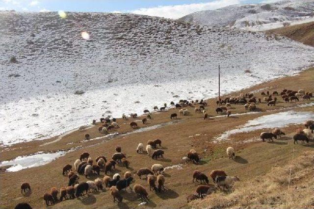 -12 Derecede Koyun Otlatma Mücadelesi 1
