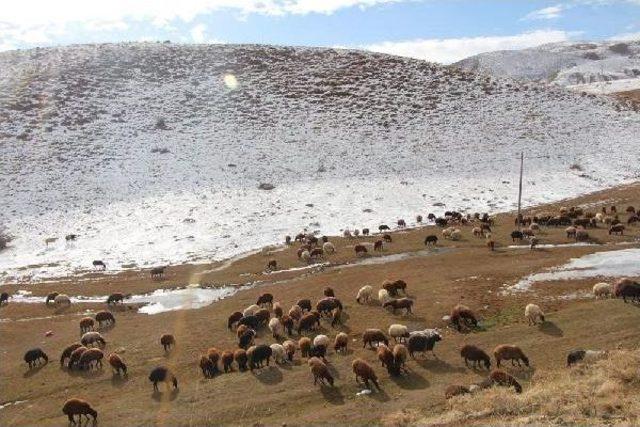 -12 Derecede Koyun Otlatma Mücadelesi 2