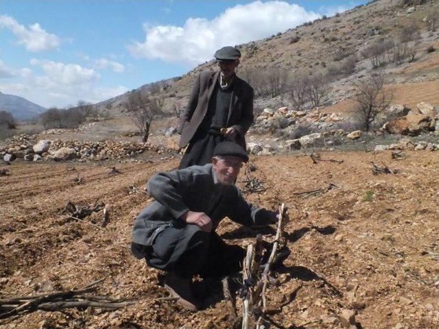 Bağ Budama Dönemi Başladı