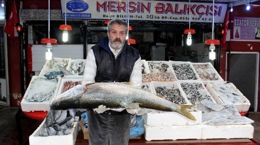 Atat&uuml;rk Barajında B&uuml;y&uuml;k Balıklar &Ccedil;ıkıyor