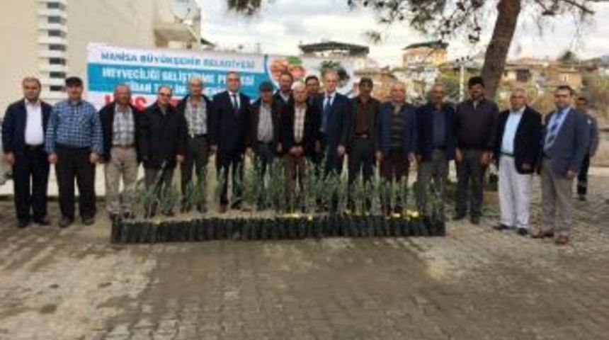 Salihli&rsquo;de &Uuml;reticilere Zeytin Fidanı