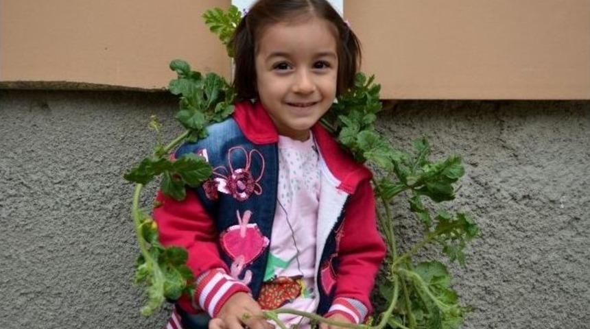 Karpuz &Ccedil;i&ccedil;ek A&ccedil;tı