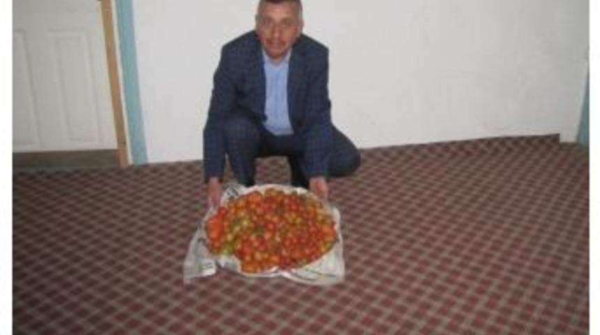 Kış Boyunca Kendi &Uuml;rettikleri Domatesleri T&uuml;ketiyorlar