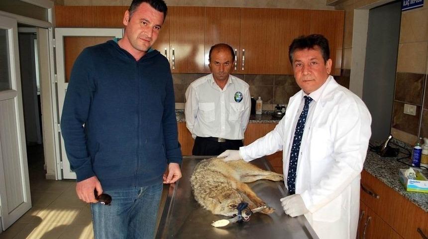 Manisa&rsquo;da Yaralı &Ccedil;akala Yardım Eli