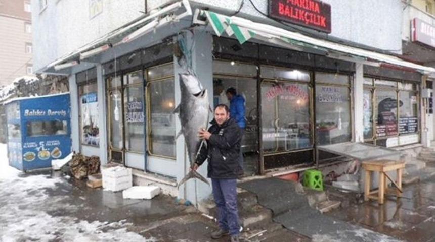 Kars&rsquo;ta 45 Kiloluk Dev Orkinos!