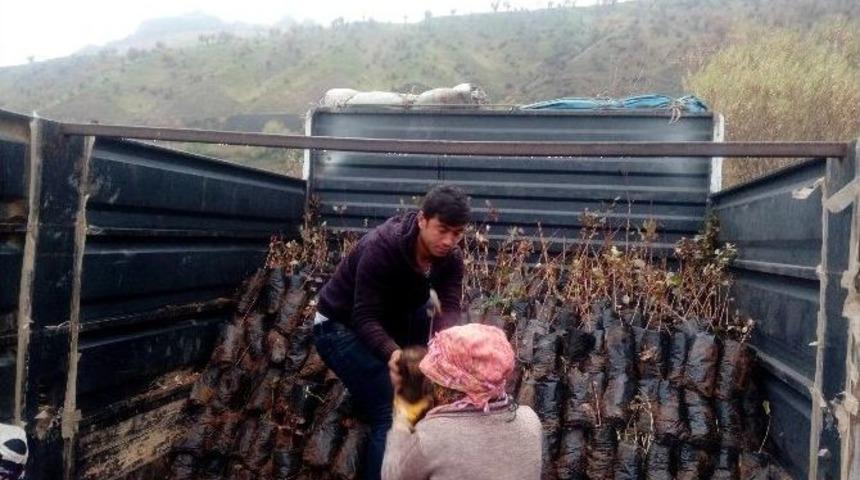 Sason&rsquo;da 15 Bin Adet Fıstık Fidanı Dağıtıldı