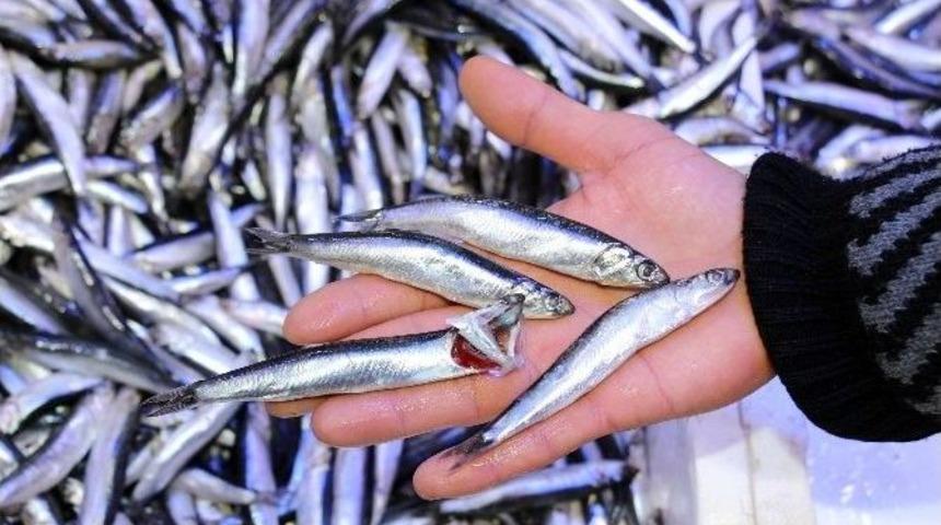 Samsun&rsquo;da Hamsi 5 Lira