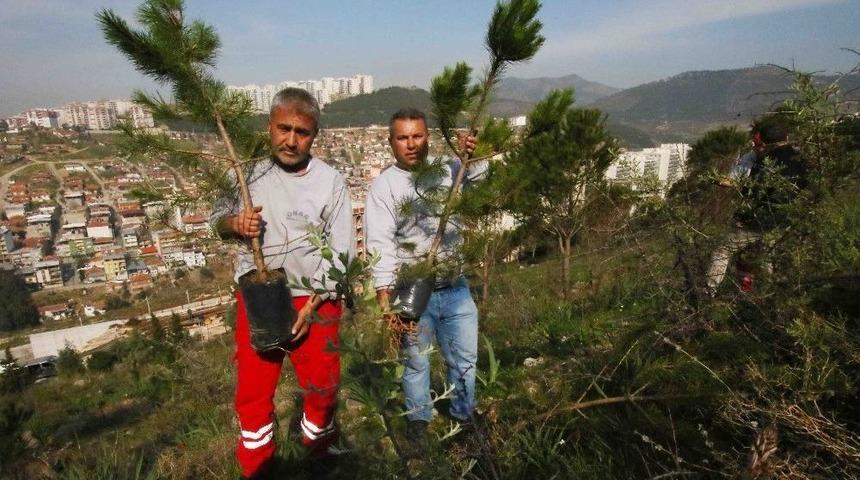 Bayraklı&rsquo;da Ağa&ccedil;landırma &Ccedil;alışması