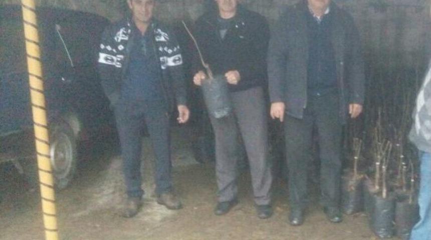 Cide&rsquo;de &Ccedil;ift&ccedil;ilere Ceviz Fidanı Dağıtıldı