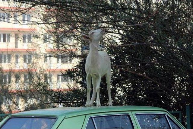 Keçilerin Yaptığına Bak