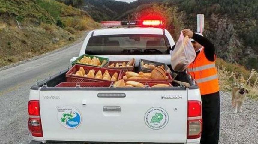Spil'de Yaban Hayvanlarına Yiyecek Bırakıldı