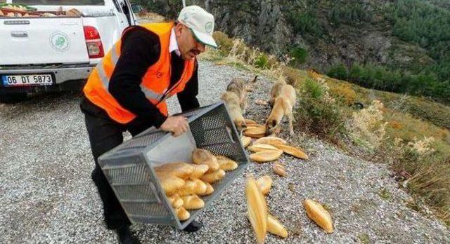 Spil'de Yaban Hayvanlarına Yiyecek Bırakıldı