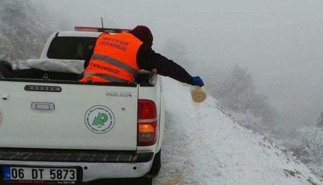 Spil'de Yaban Hayvanlarına Yiyecek Bırakıldı