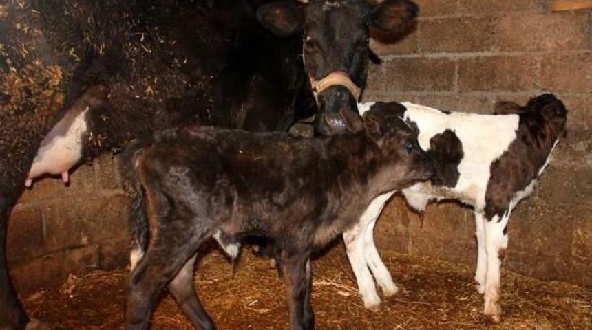 İkiz Buzağılarına 'evet' Ve 'hayır' Adını Verdi