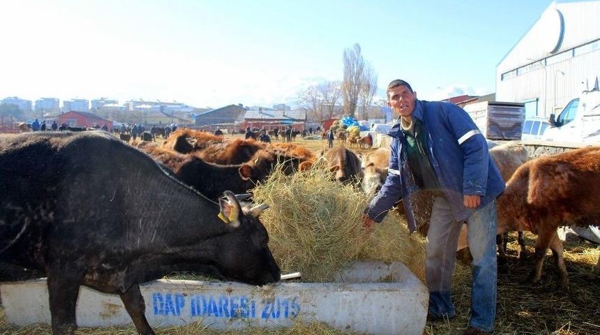 Besiciler Yem Fiyatlarından Dertli