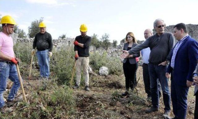 Anadolu'nun En Eski Zeytinyağı Üretim Vakfı