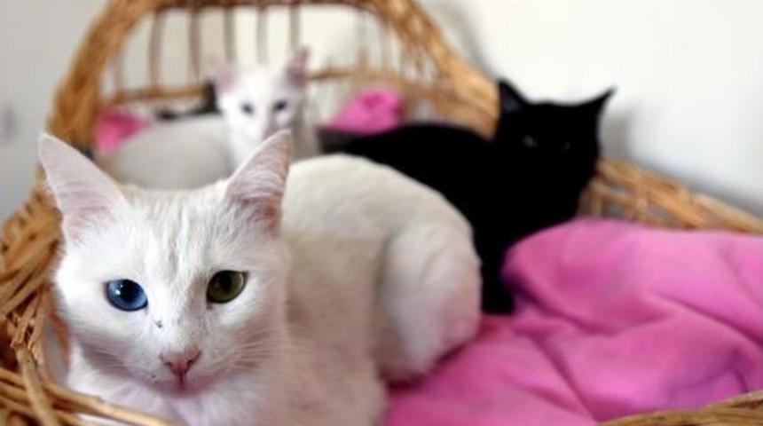 Kedilerine Yabancı Liderlerin Adını Verdi