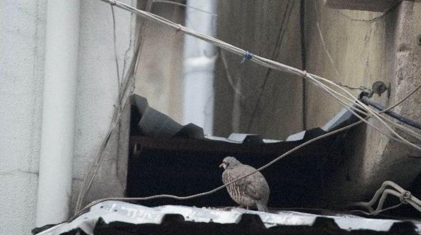 Esnaf Kınalı Keklik İ&ccedil;in Seferber Oldu