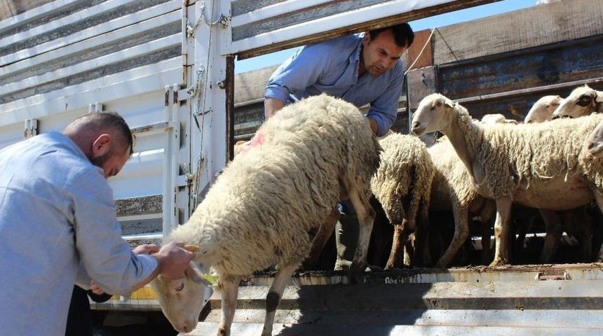 Gen&ccedil; &Ccedil;ift&ccedil;ilere Hibe Koyun Desteği