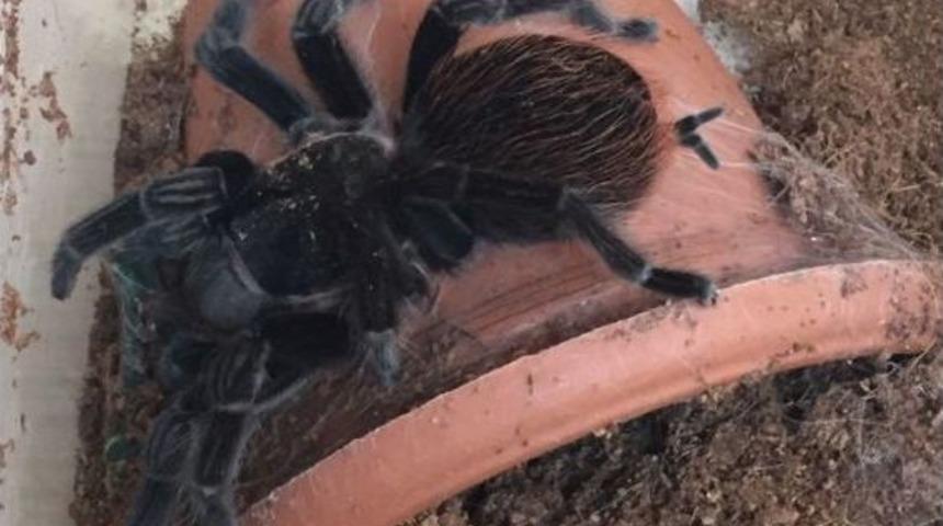 Ter&ouml;r Zanlısının Evinden Tarantula &Ccedil;ıktı