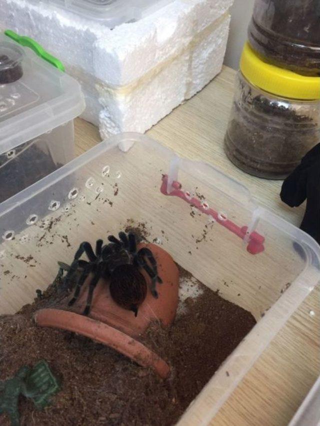 Terör Zanlısının Evinden Tarantula Çıktı