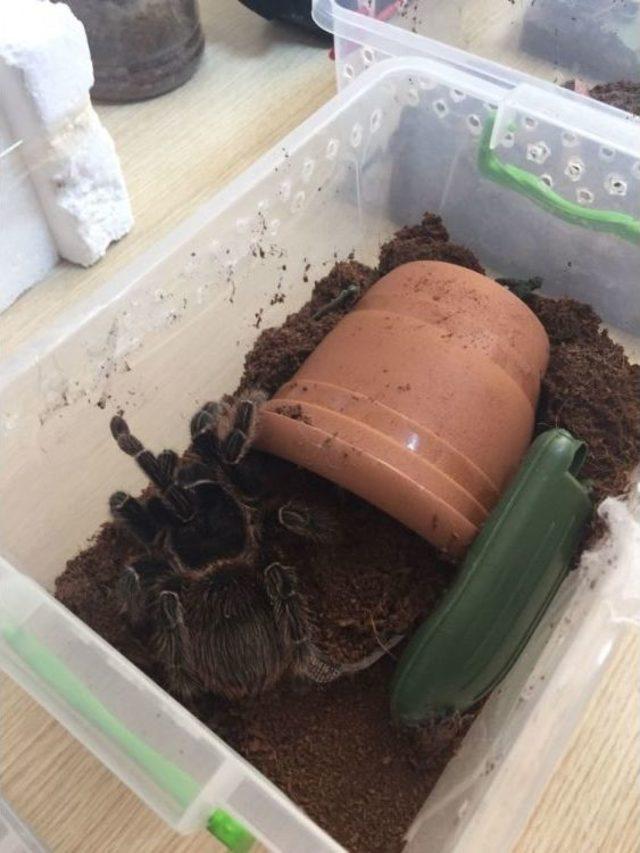 Terör Zanlısının Evinden Tarantula Çıktı