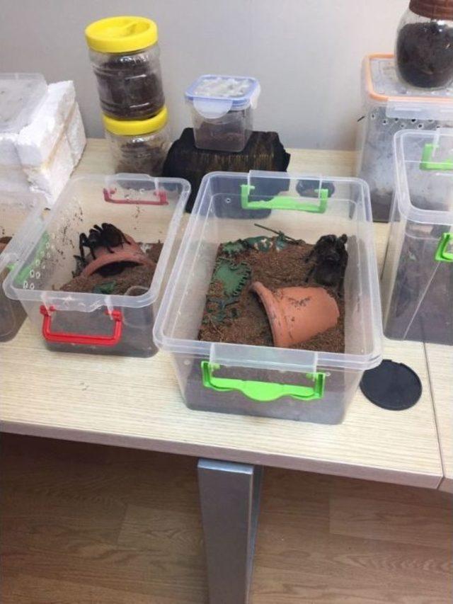 Terör Zanlısının Evinden Tarantula Çıktı