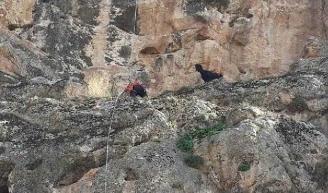 Kayalıklarda Mahsur Keçiyi Itfaiye Ekibi Kurtardı