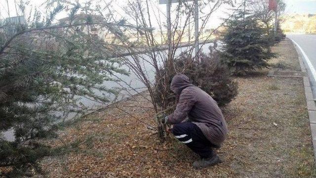 Sungurlu’da Ağaçlar Budandı