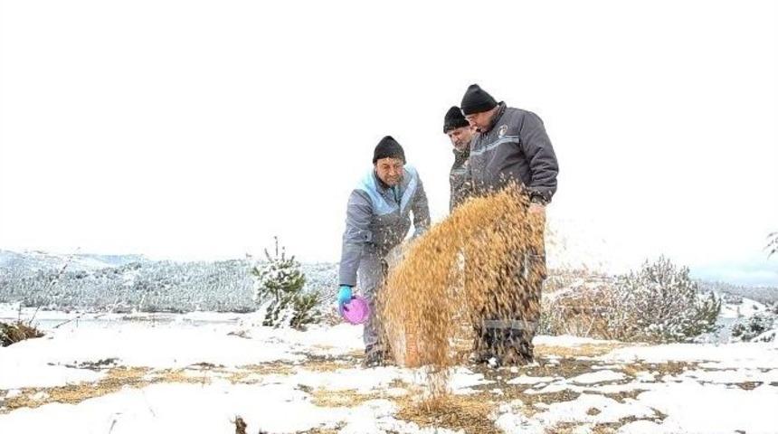 &Ccedil;orum Belediyesi Kuşlar İ&ccedil;in Doğaya Yem Bırakıyor