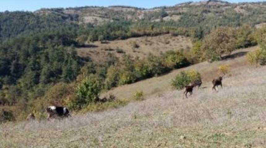 Bartın&rsquo;da Hayvan Hırsızlığı