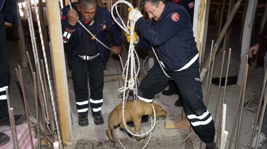 Asans&ouml;r Boşluğuna D&uuml;şen K&ouml;pek Kurtarıldı