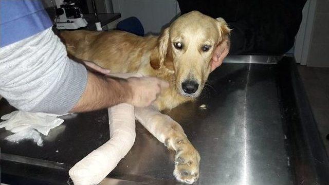 Bunu Yapan İnsan Olamaz 3