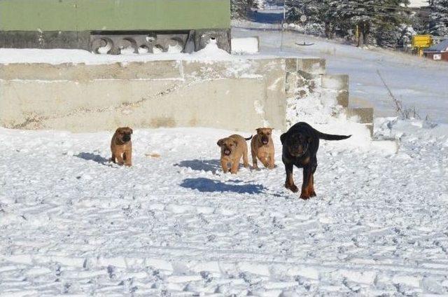 Uludağ -12 Oldu, Ekipler Yolları Tuzladı