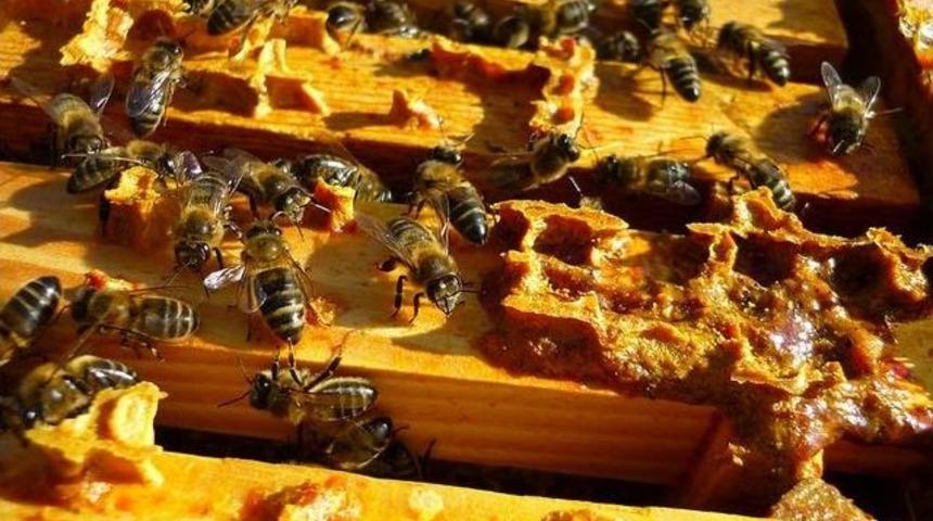 “arıları Koruyan Propolis Şimdi De İnsanları Koruyacak”