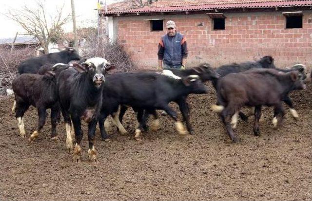 Sulak Alan Azaldı, Manda Sayısı 1 Milyondan 100 Bine Düştü