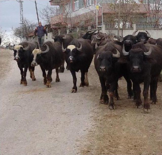 Sulak Alan Azaldı, Manda Sayısı 1 Milyondan 100 Bine Düştü