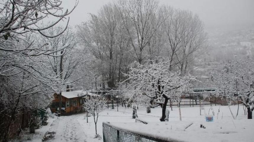 Tokat Beyaza B&uuml;r&uuml;nd&uuml;